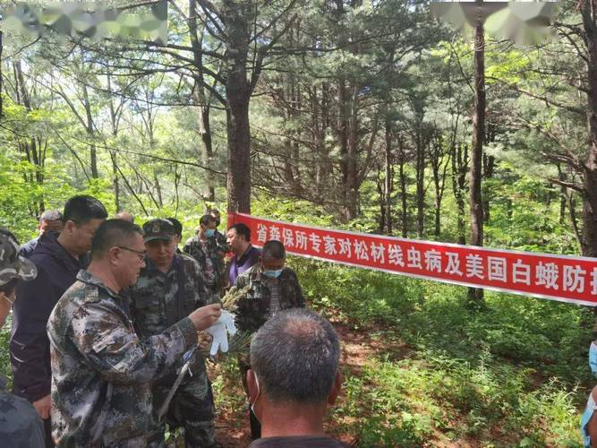 山河要闻山河屯局切实加强松材线虫病等重大林业有害生物防控工作