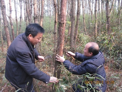 安徽省东至县全面开展越冬代松毛虫调查工作 - 植保 - 中国园林网