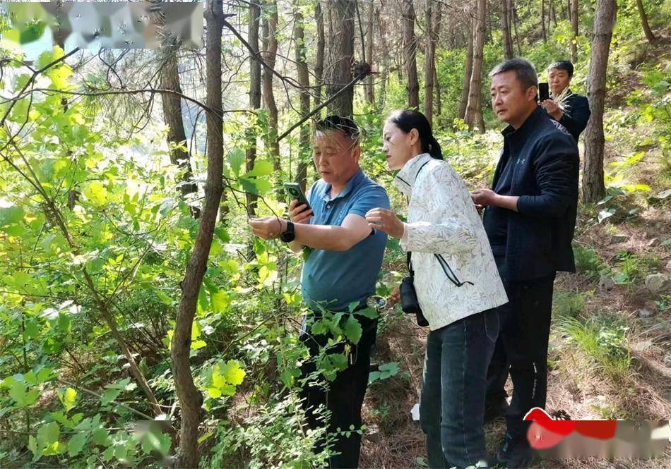 麦积区开展林业有害生物防治确保森林资源安全_松针_中华_工作